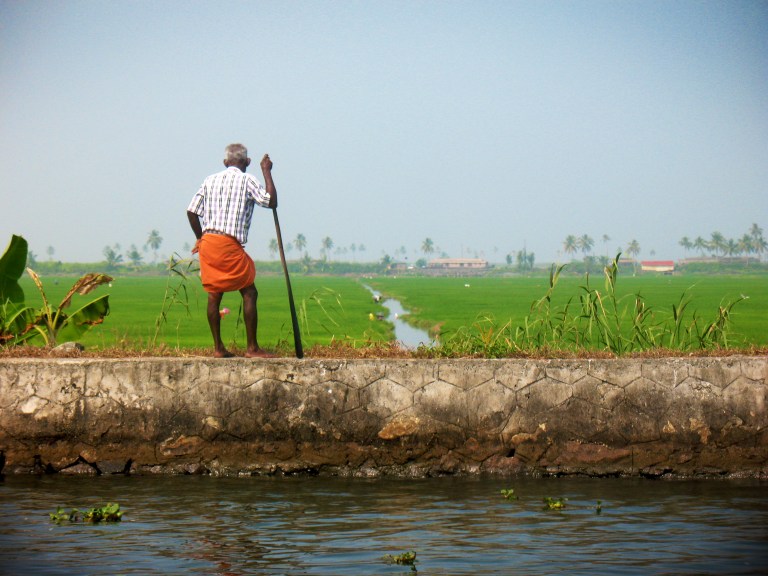 o rei dos campos de arroz