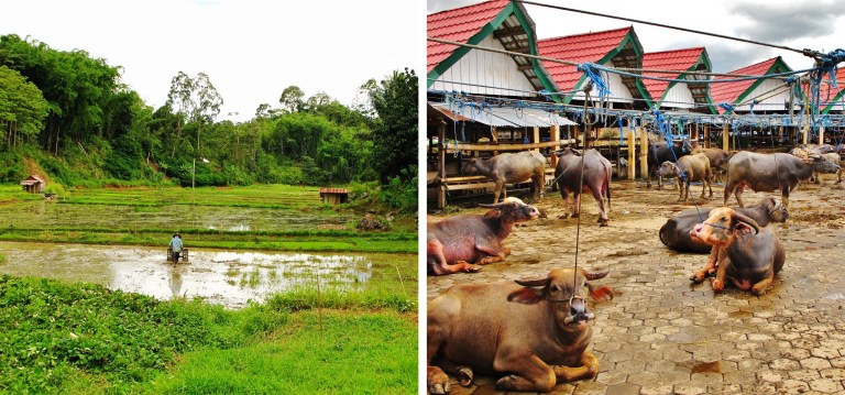 toraja (11)