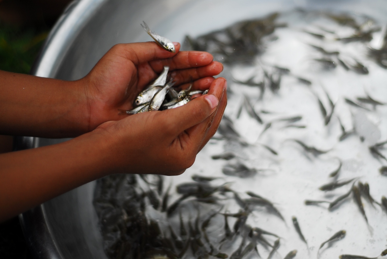 Crianças numa quinta de produção de peixe (3) (1280x857)