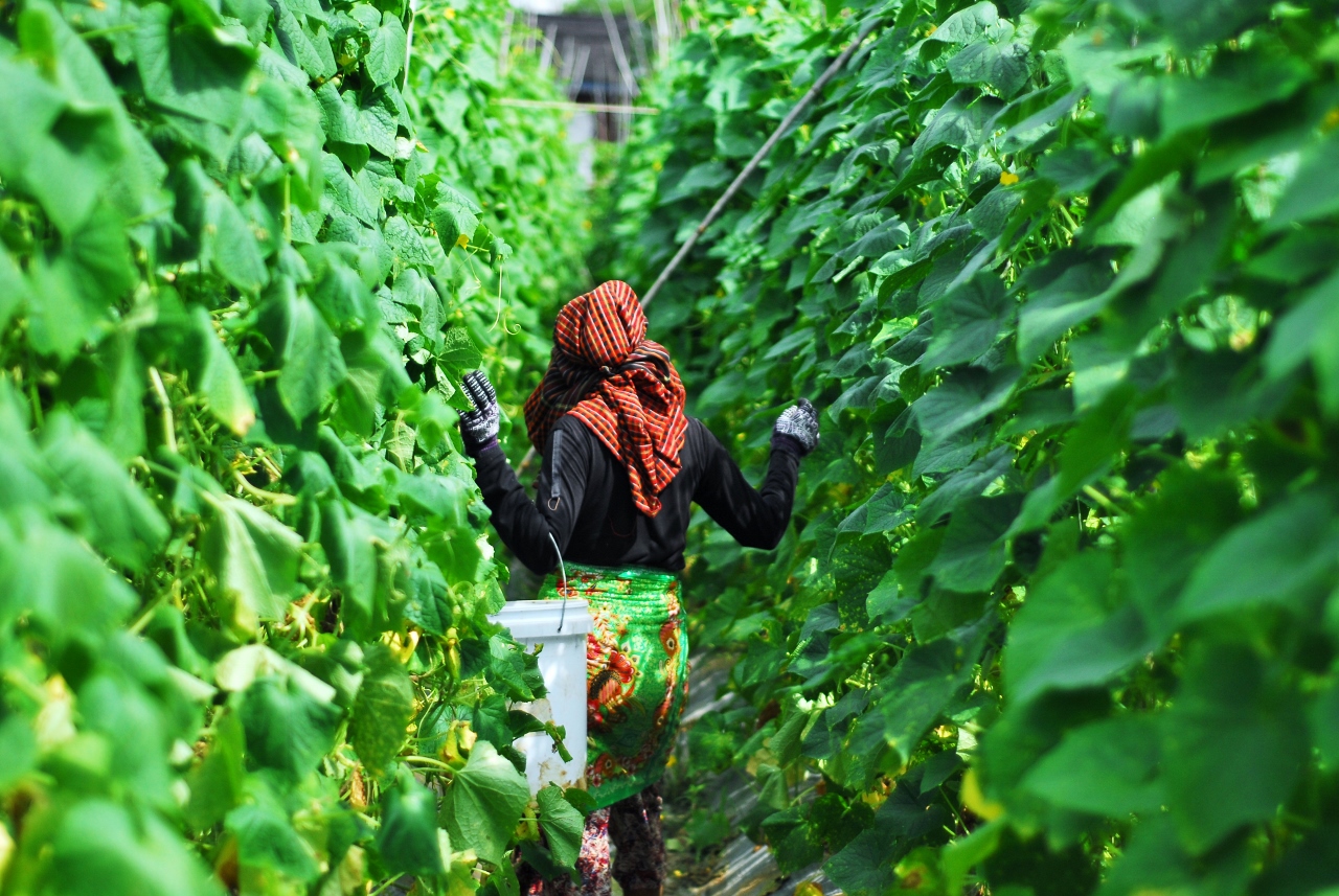 Trabalhadora numa quinta de pepinos (1280x857)