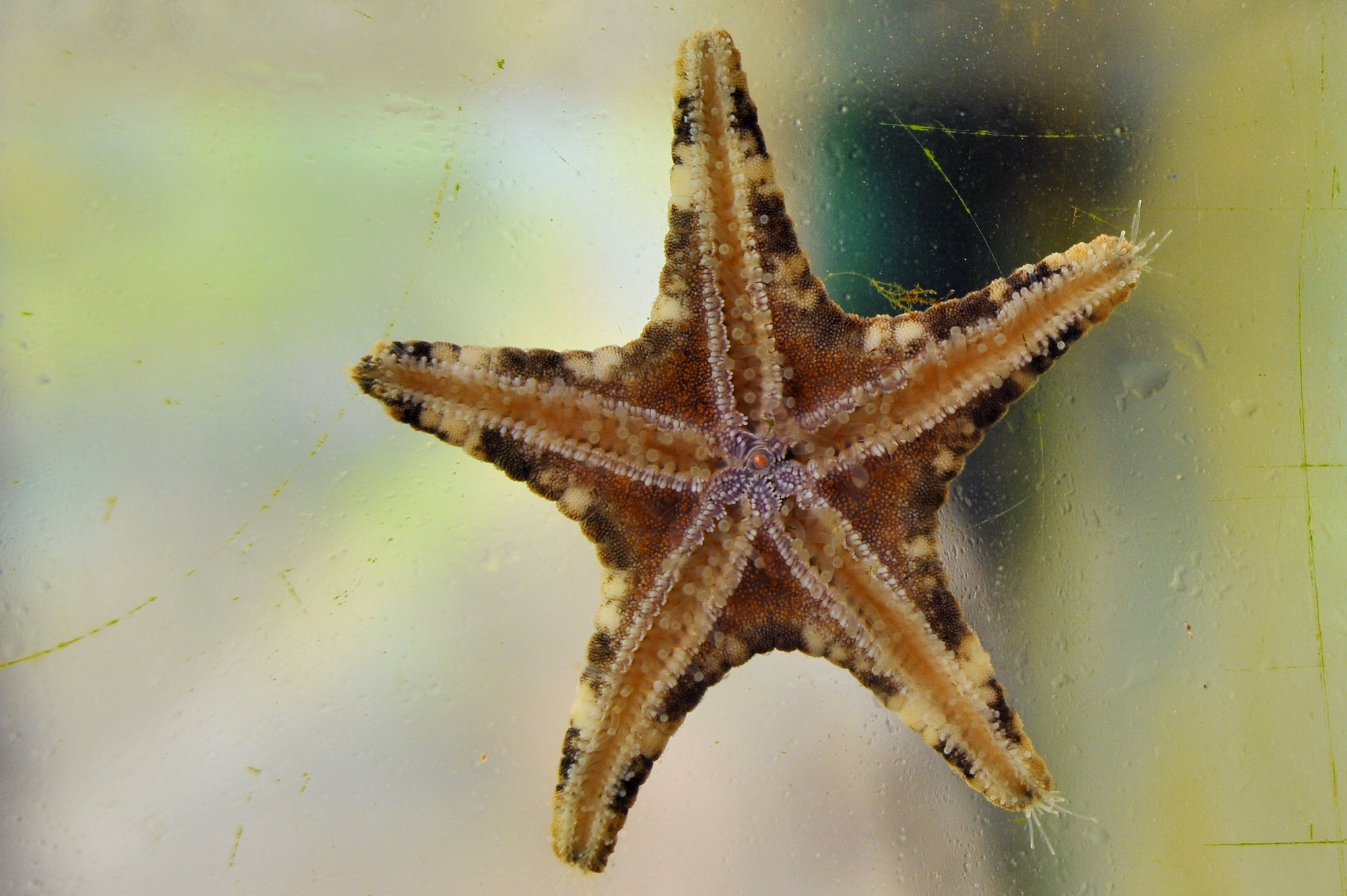 MJP_3431 (2000x1331)