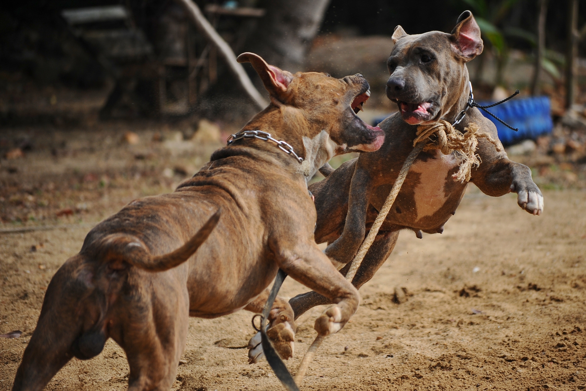 Rachana and Alissa playing with two of the MCC's dogs.