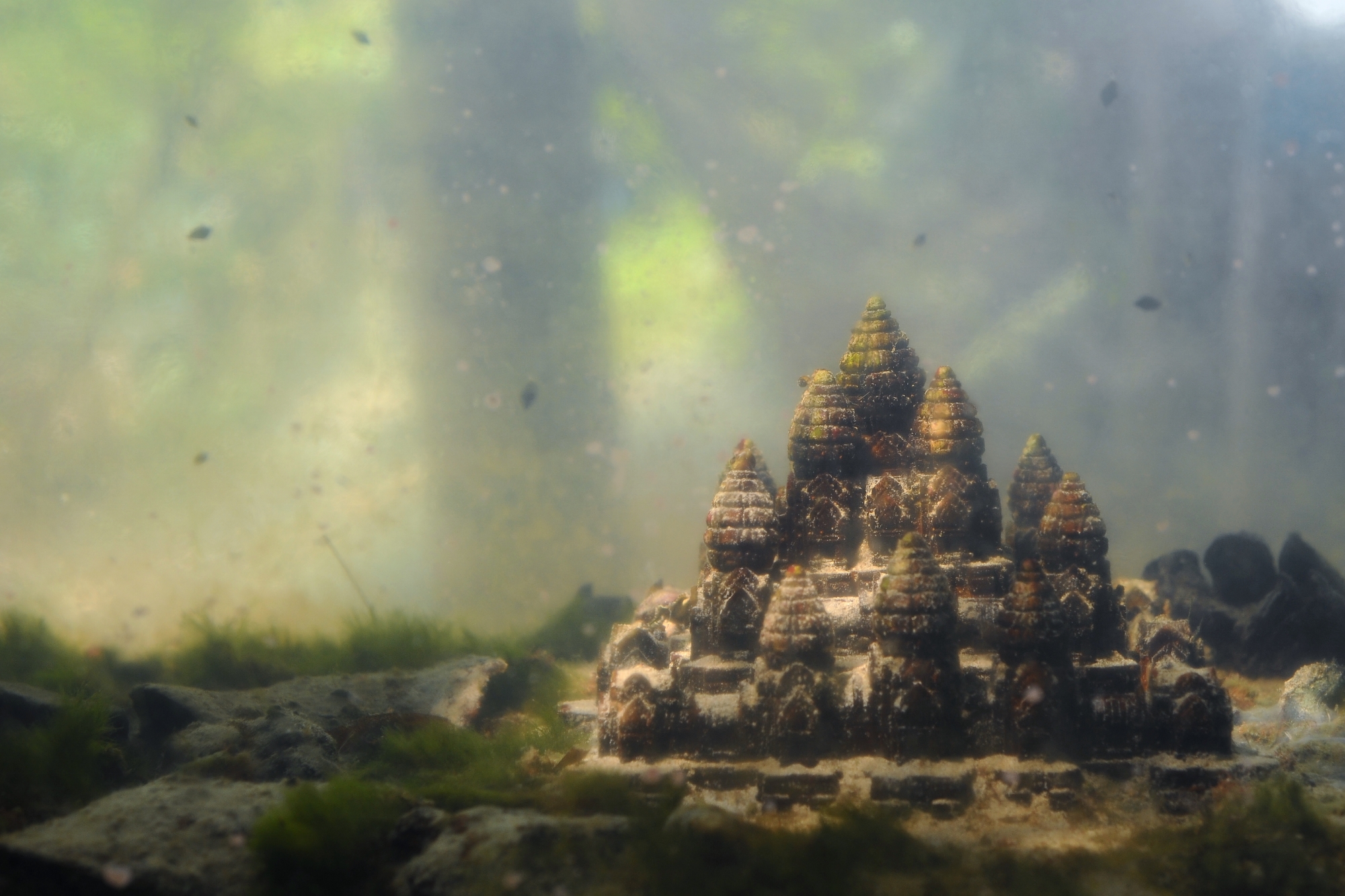 MJP_4167 (2000x1332)