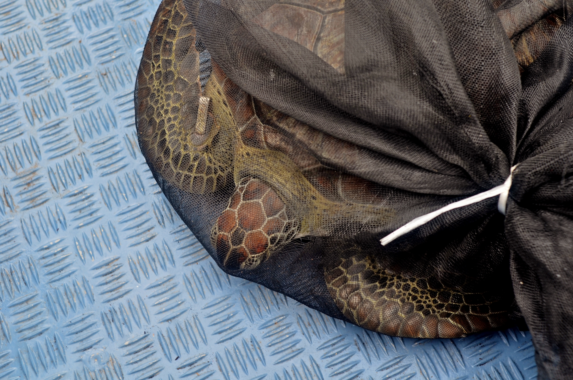 MJP_6704 (2000x1325)