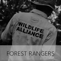 Following the journey of former poachers turned into forest rangers Cardamom mountains