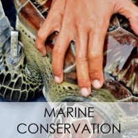 Marine Conservation Cambodia