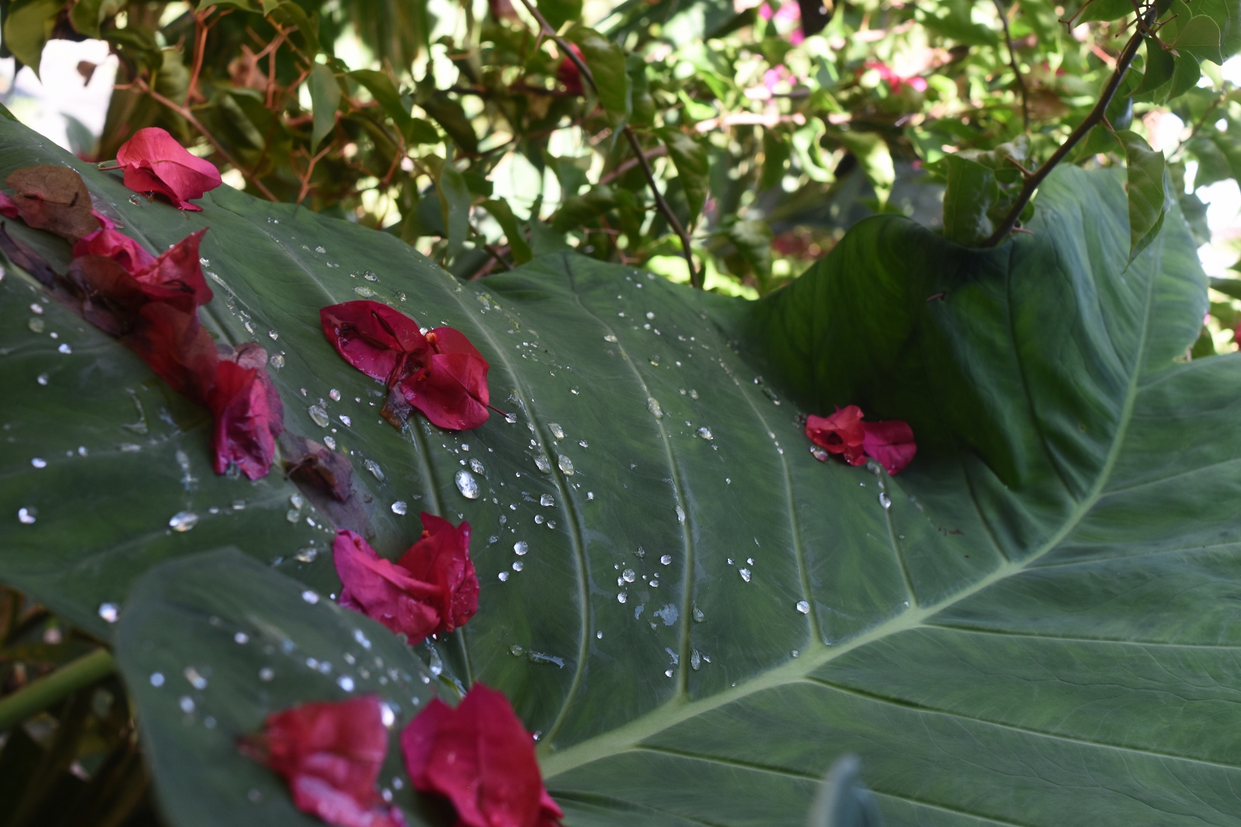 mjp_2052-1800x1200-1